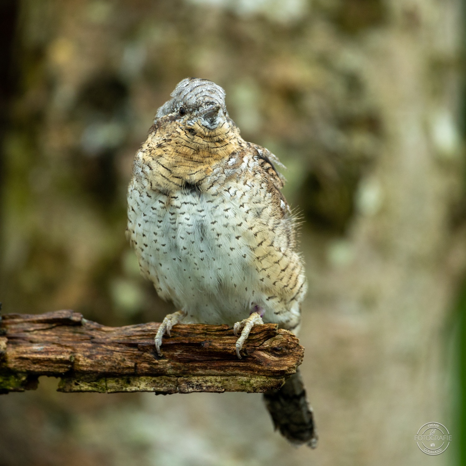 31 maart 2023 142318  R2A7471